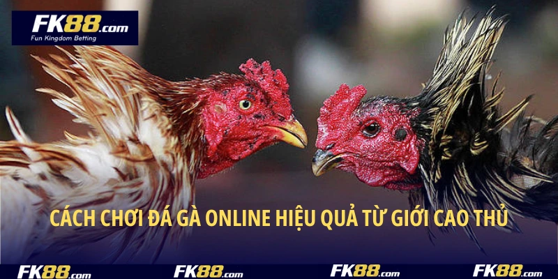 Cách chơi đá gà online hiệu quả từ giới cao thủ