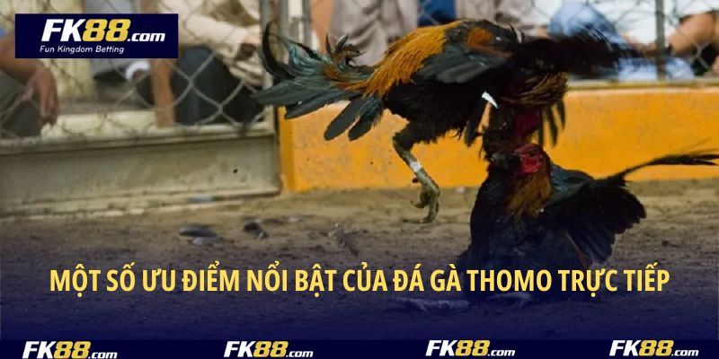 Một số ưu điểm nổi bật của đá gà Thomo trực tiếp