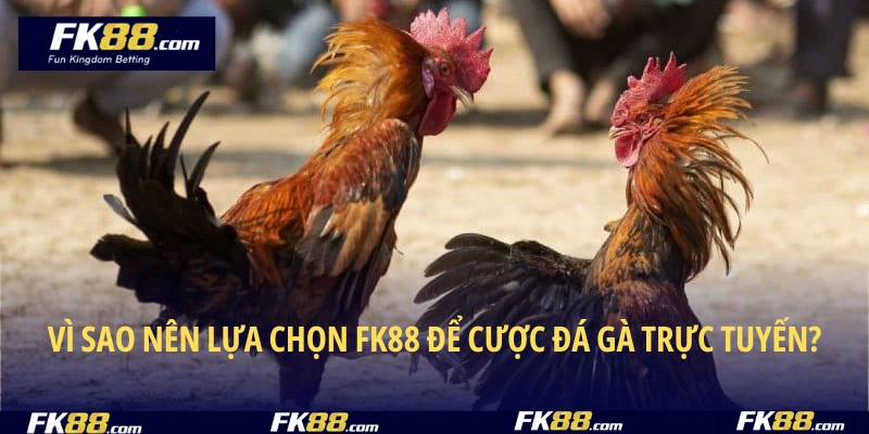 Vì sao nên lựa chọn FK88 để cược đá gà trực tuyến?